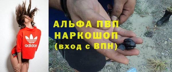 прущие грибы Новозыбков